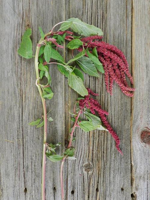 HANGING  RED AMARANTHUS